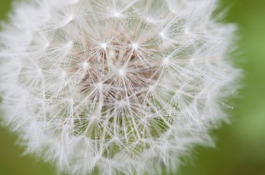 Alishan Manzara Alanı, Alişan, Chiayi, Tayvan, Asya, Karahindiba,