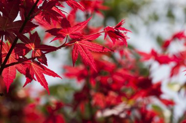 Alishan Manzara Alanı, Alişan, Chiayi, Tayvan, Asya, Acer palmatum cv. Atropuceum, Bitki,