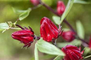 Roselle çiçek arka plan üzerinde Kapat