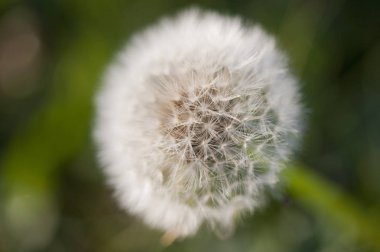 Alişan manzara alan, karahindiba görünümü kapatın