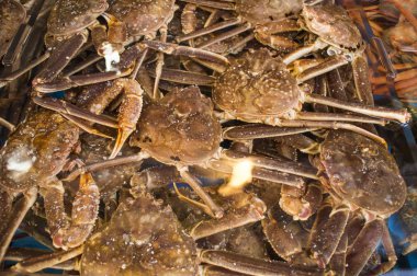 Kırmızı kral yengeçler, Busan, Korea, Asya,