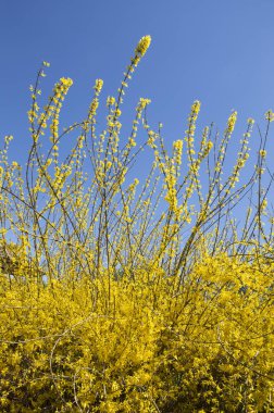 Çin, Asya güzel çiçekler