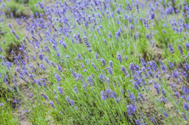 arka plan, üzerine güzel çiçekler yakın çekim