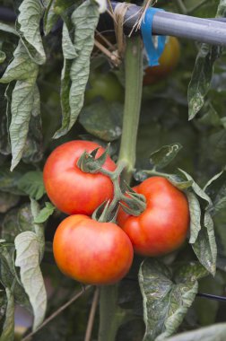 Arka planda Beefsteak domates, yakın