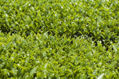 Alishan Manzara Alanı, Alişan, Chiayi, Tayvan, Asya, Çay Ağacı, Çay bahçesi,