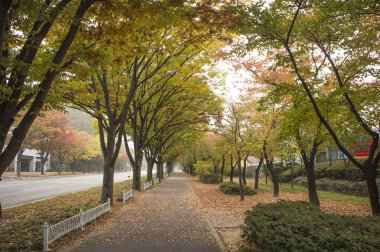 Gyeongju, Kore 'de akçaağaç yaprakları