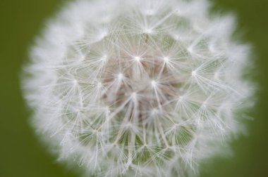 Alishan Manzara Alanı, Alişan, Chiayi, Tayvan, Asya, Karahindiba,