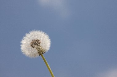 Alishan Manzara Alanı, Alişan, Chiayi, Tayvan, Asya, Karahindiba,