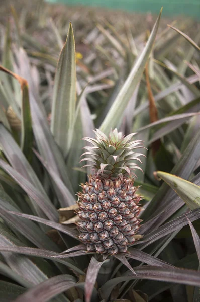 Fruta Piña Fondo Cerca — Foto de Stock