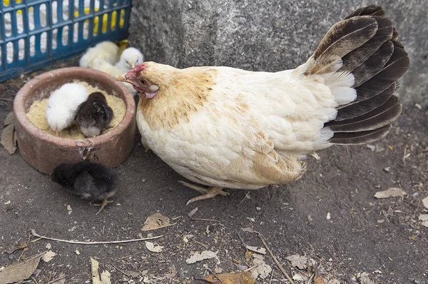 Hen and chicken in Chiayi, Taiwan, Asia, Hen,