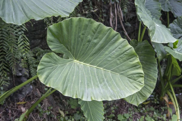 Hojas Taro Tainan Asia — Foto de Stock