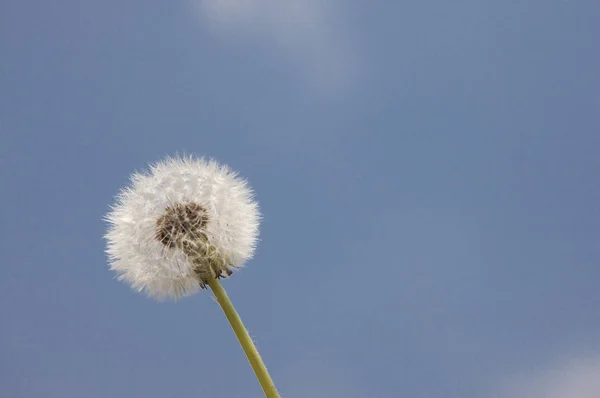 Alishan  Scenic Area, Alishan, Chiayi, Taiwan, Asia, Dandelion,