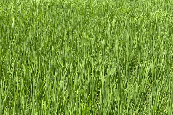 Rice Paddy Paddy Taitung Taiwan Asia — Stock Photo, Image