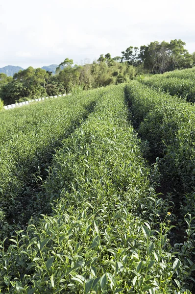 Tea Garden Ταϊτούνγκ Στην Ταϊβάν Ασία — Φωτογραφία Αρχείου