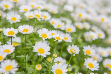 arka plan, üzerine güzel çiçekler yakın çekim