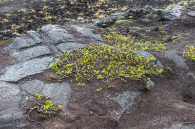 Volkanik manzara, arka planda, volkanik taş yakın çekim