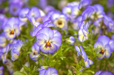 arka plan, üzerine güzel çiçekler yakın çekim