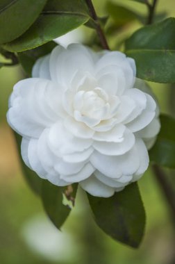  Arka planda, Kamelya çiçeği yakın çekim