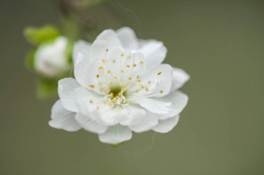 arka planda, güzel çiçek yakın çekim