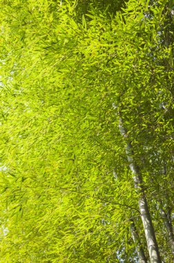 Wuyuan, Jiangxi eyaletinin, Çin bambu