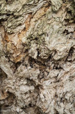 Avrupa, Wood Grain, arka planda, yakın