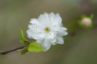 Çiçek, Armut Çiçekleri arkaplanı