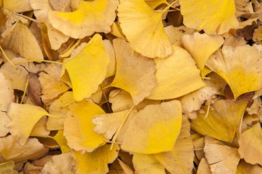 arka planda güzel sonbahar yaprakları