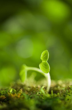 Arka planda Fasulye Filizi, yakın çekim