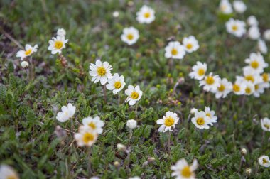 arka plan, üzerine güzel çiçekler yakın çekim