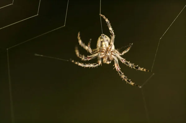 Spider, Animal, on background,close up