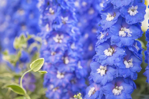 Vackra Blommor Bakgrund Närbild — Stockfoto