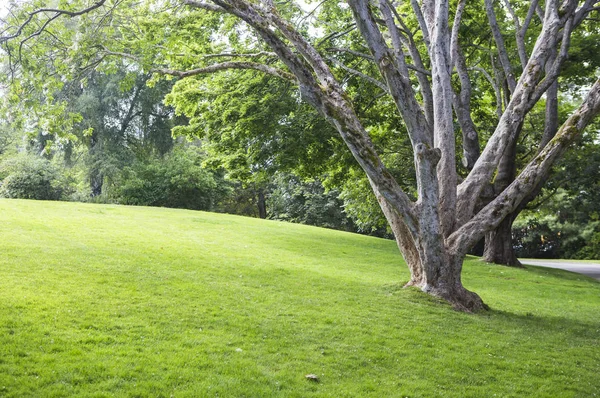 Park, Lawn, Tree on background,close up