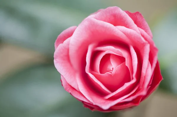 Camellia Flor Sobre Fondo Cerca — Foto de Stock