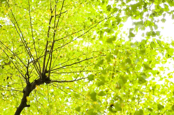 Hermoso Árbol Sobre Fondo Naturaleza —  Fotos de Stock