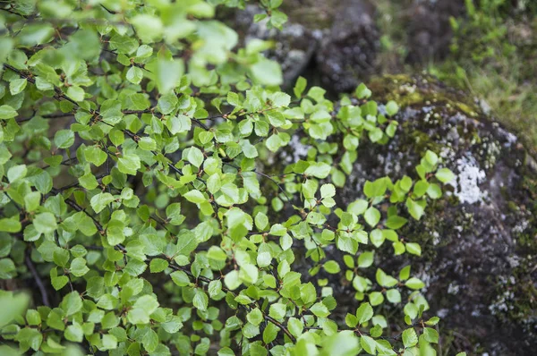 Wild Wild Rostliny Pozadí Zavřít — Stock fotografie