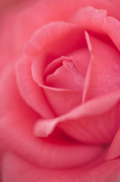 Camellia Flor Sobre Fondo Cerca — Foto de Stock