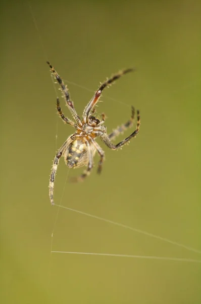 Spider Zvíře Pozadí Zavřít — Stock fotografie