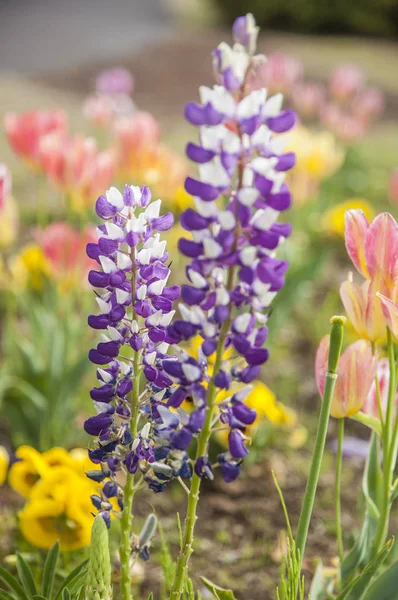Lupiner Blommor Bakgrund Närbild — Stockfoto