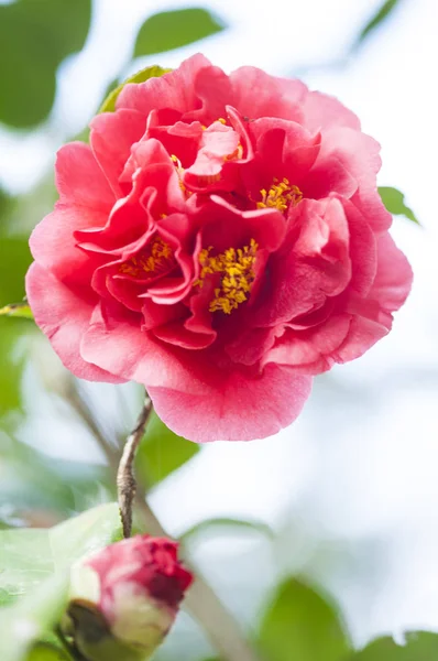 Camellia Flor Sobre Fondo Cerca — Foto de Stock