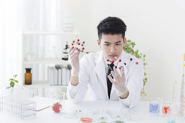 Mladá Asijská Biolog Drží Model Při Pohledu Něj — Stock fotografie