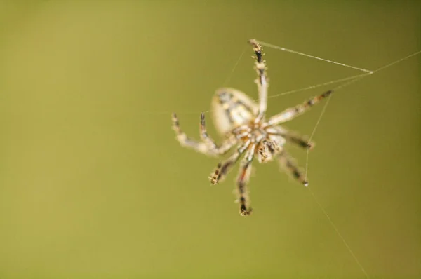 Aranha Animais Fundo Close — Fotografia de Stock