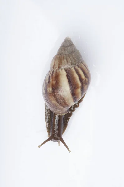 Snail, Animal, on background,close up