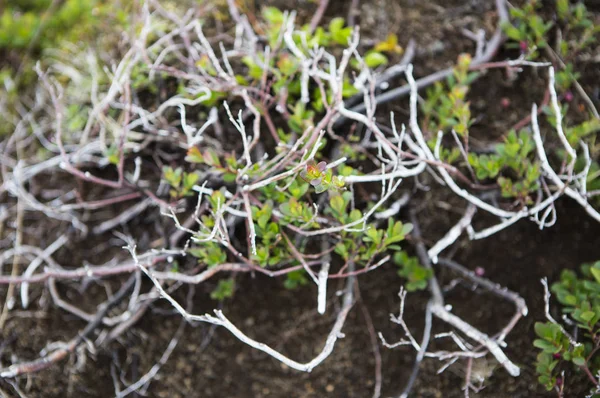 野生植物为背景 — 图库照片