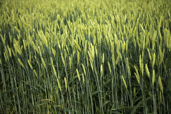 Зелена Пшениця Рослини Фон — стокове фото