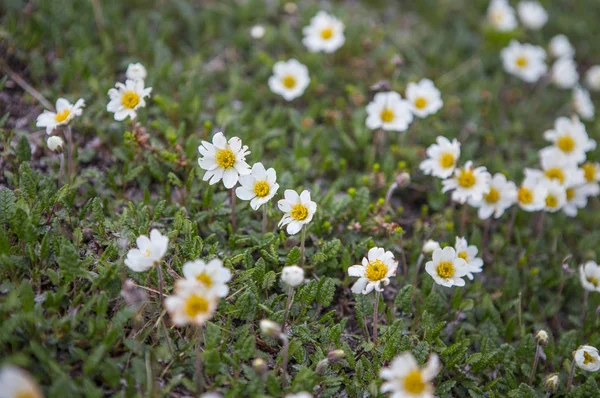 arka plan, üzerine güzel çiçekler yakın çekim