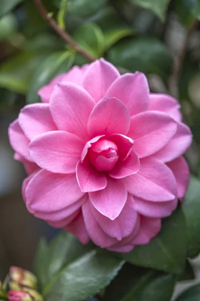 Camellia Flor Sobre Fondo Cerca — Foto de Stock