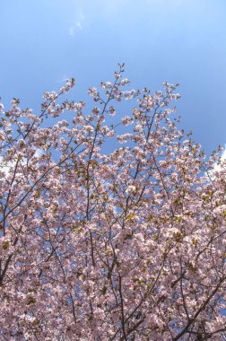 Güzel çiçekler ağacıyla kiraz çiçeği