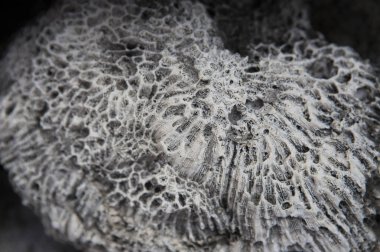 Pingtung, Kenting, Yıpranmış Taş,