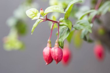 Seattle, ABD güzel çiçekler