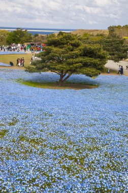 Nemophila, arka plan üzerinde çiçek alanı